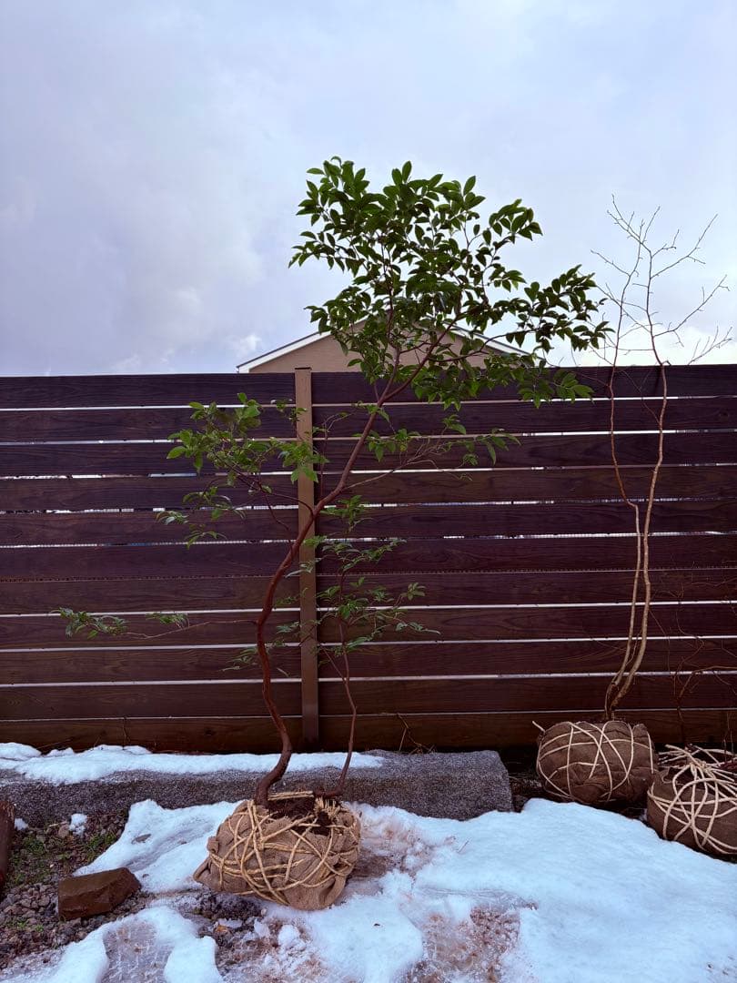 50 天然山採り　ヒサカキ