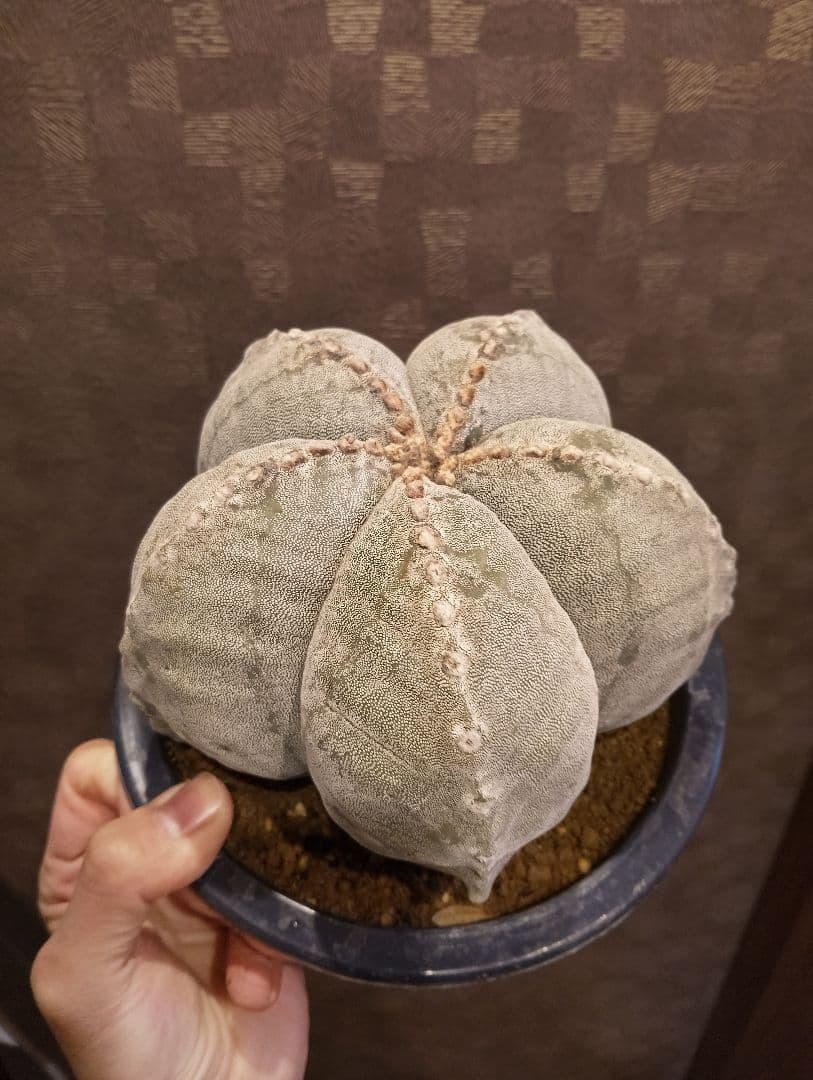 極上 特大 ランポー