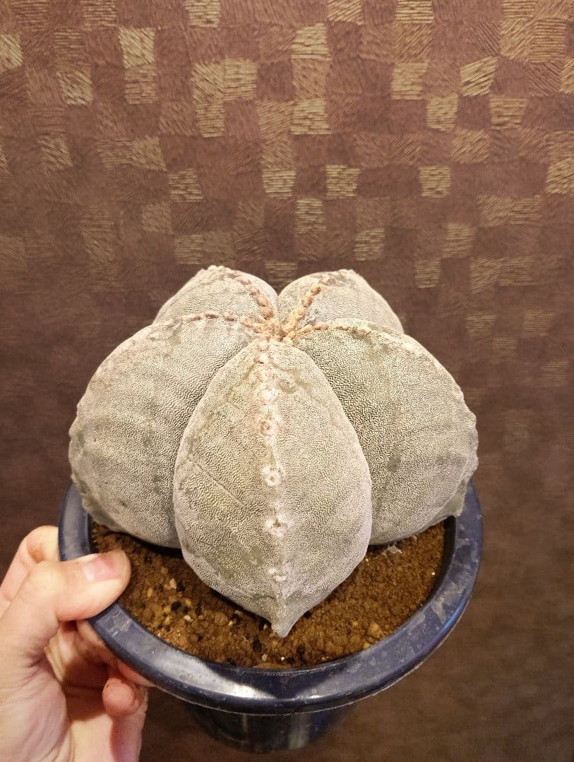 極上 特大 ランポー