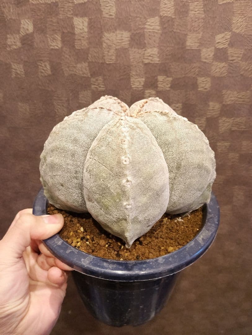 極上 特大 ランポー