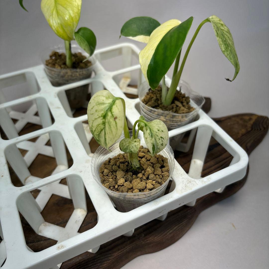 ミ*テ様 5株セットms48【特別選抜】ホワイトモンスター／天津蘭 モンステラ斑