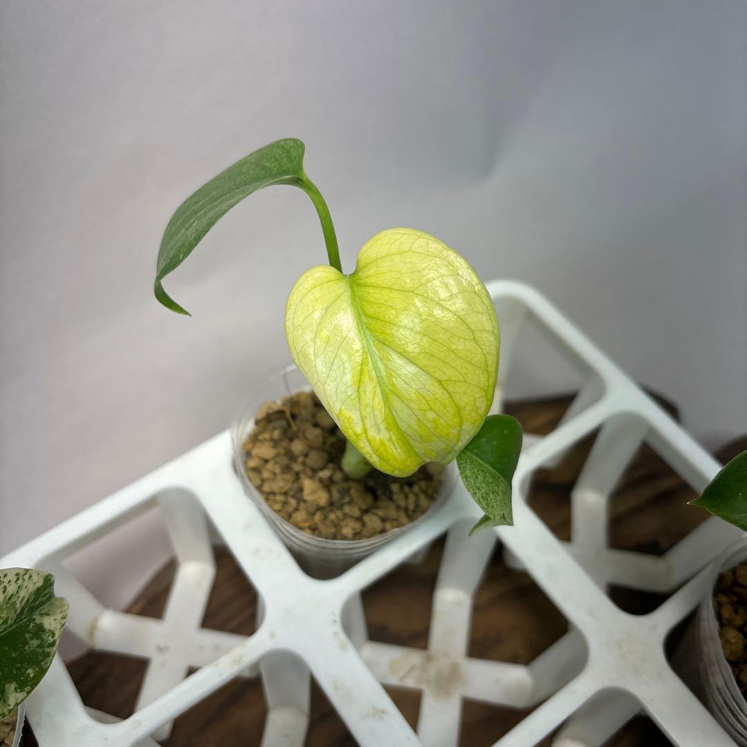 ミ*テ様 5株セットms48【特別選抜】ホワイトモンスター／天津蘭 モンステラ斑