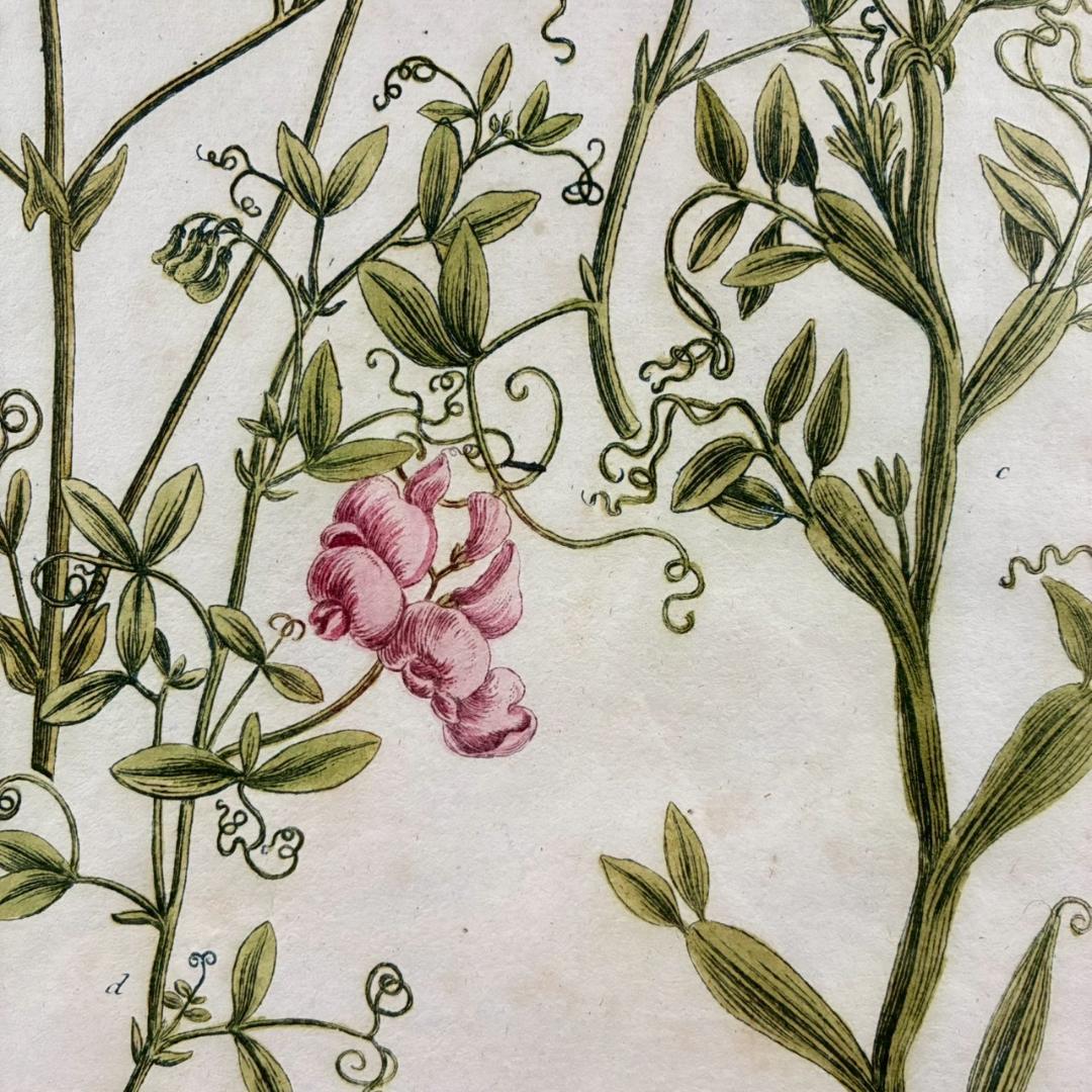 ヨハン・ヴァインマン「スイートピー」銅版画+手彩色 作品保証書有