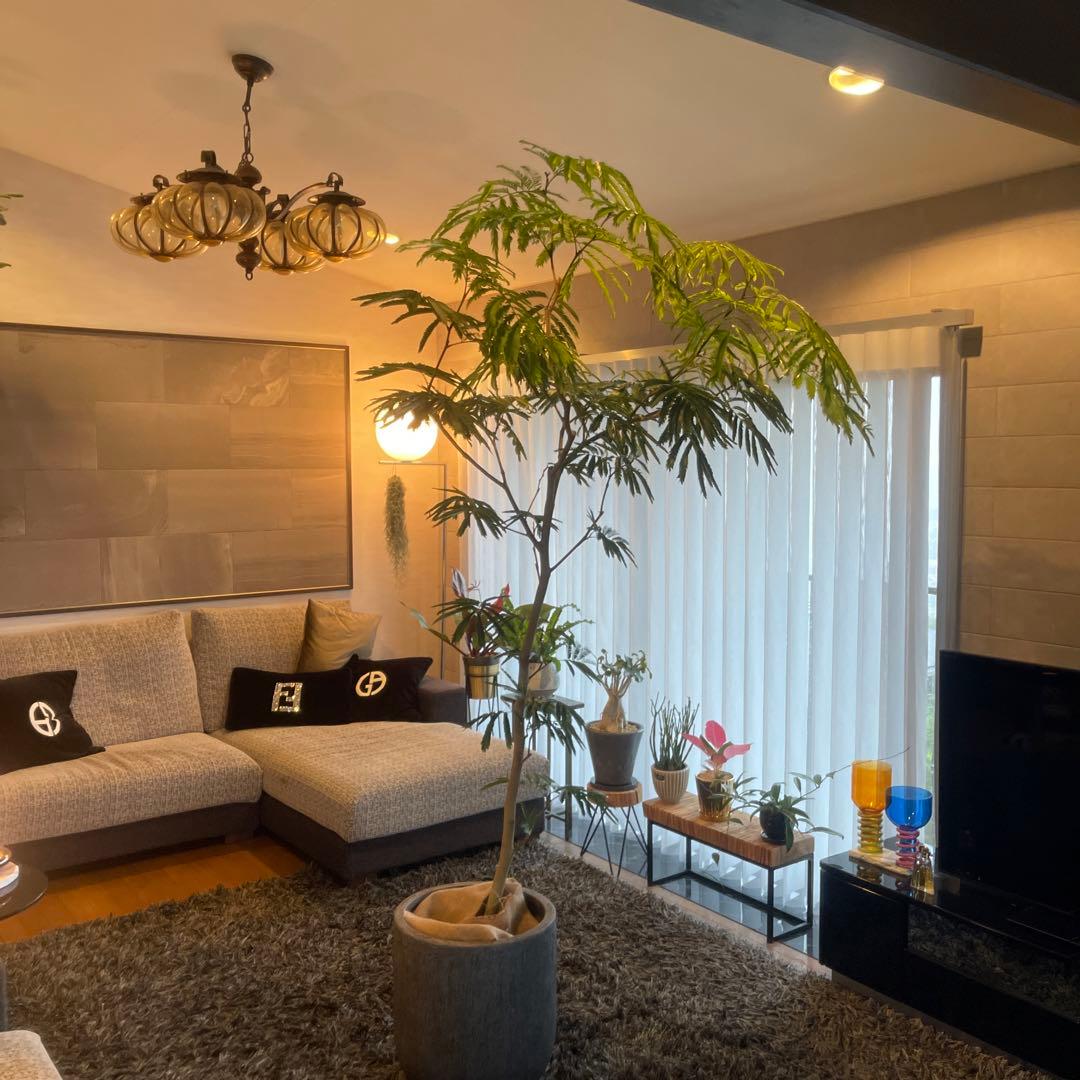 エバーフレッシュ 特大サイズ 美形 幹太 観葉植物 カッシーナ アクタス