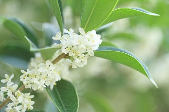 《現品》四季咲きモクセイ　樹高1.4ｍ（根鉢含まず）53【白花/苗木/植木】