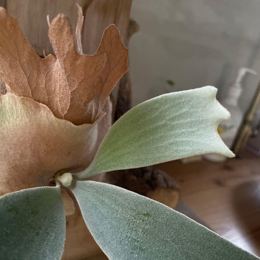 ビカクシダ P.fsq Ginka pup