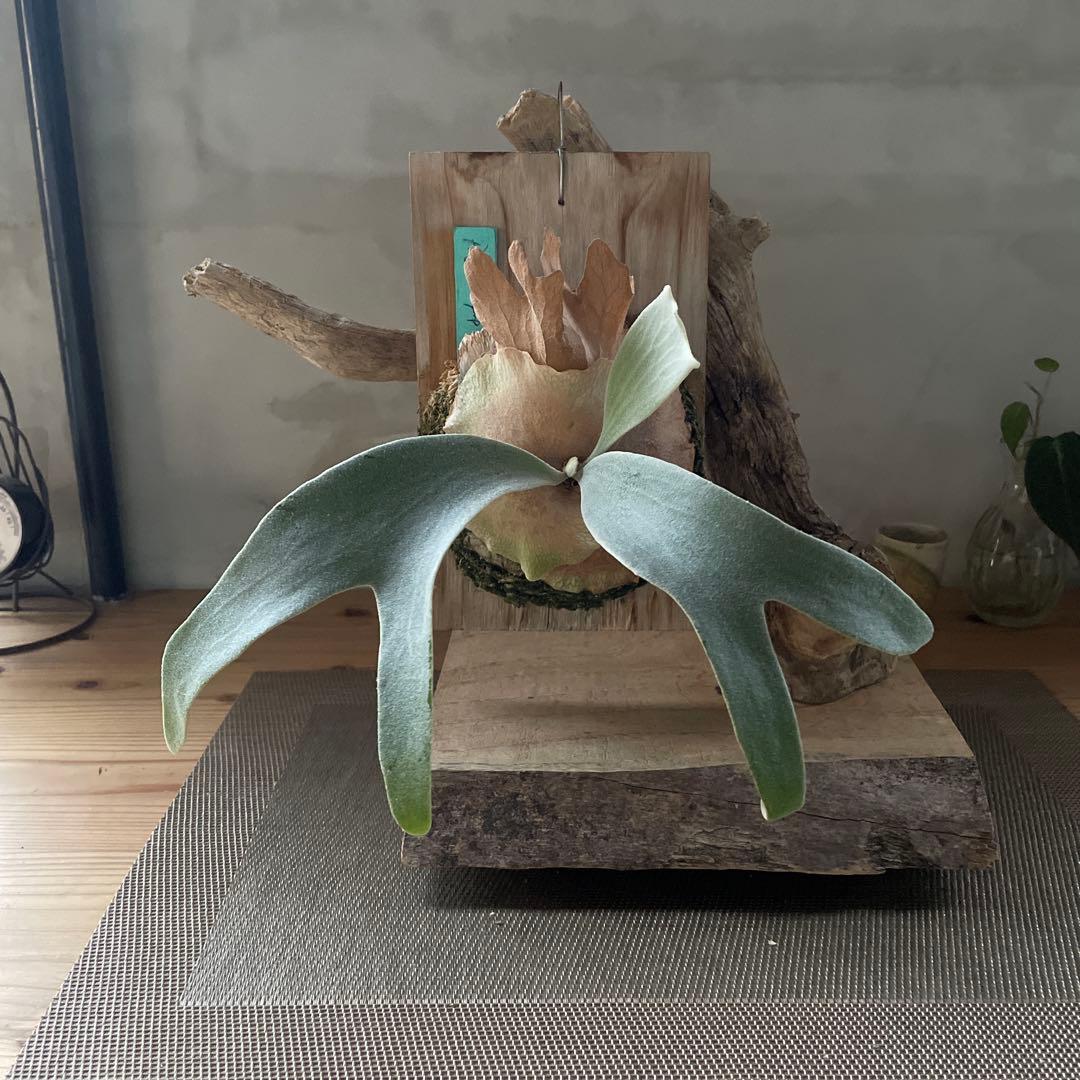 ビカクシダ P.fsq Ginka pup