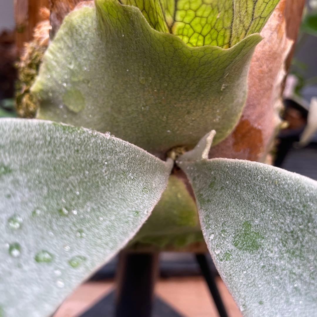 ビカクシダ P.fsq Ginka pup