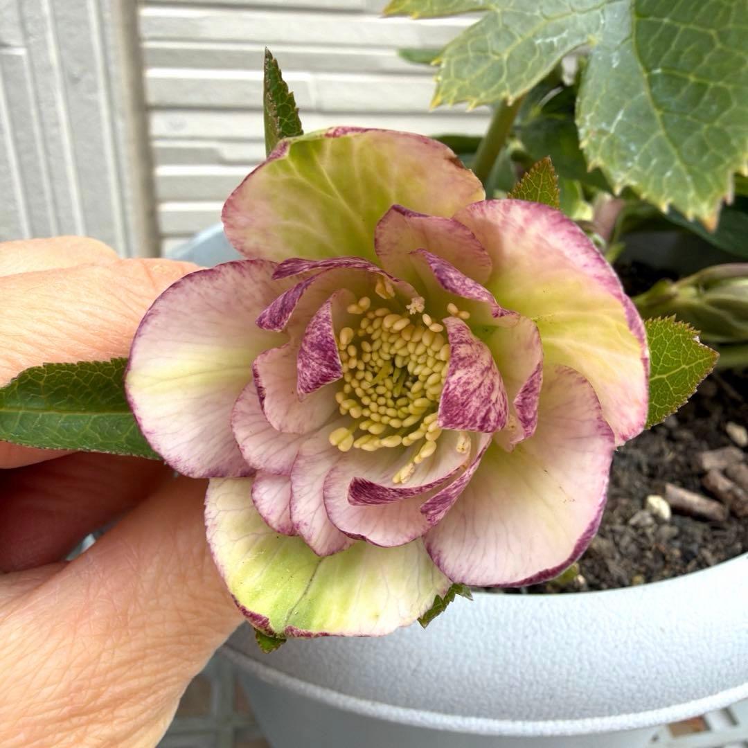 開花株】大苗 クリスマスローズ ピコティダブル 6号鉢苗《2/20