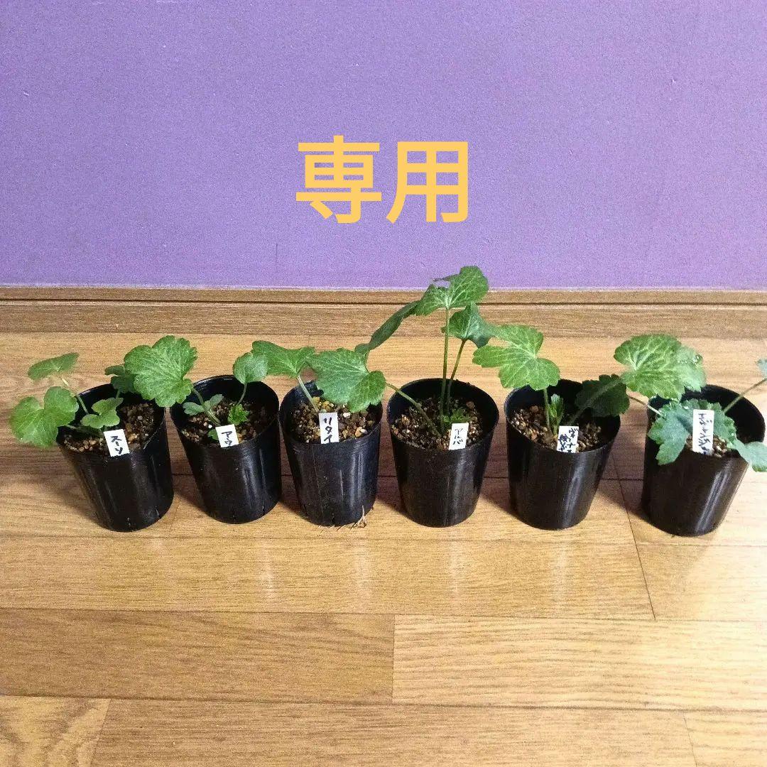 専用！ラナンキュラスラックス 芽出し苗 6種セット！⑫