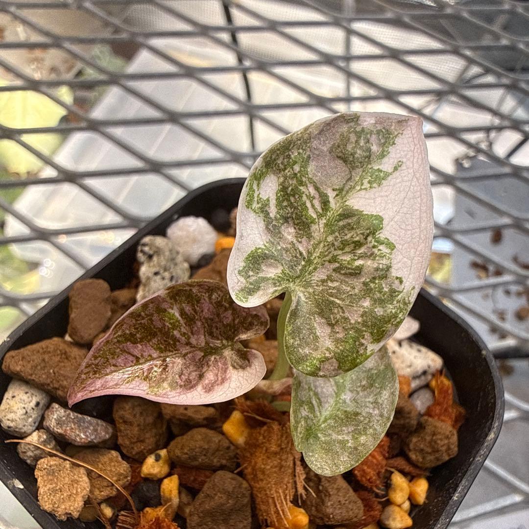 極上 アロカシア クプレア スーパーピンク