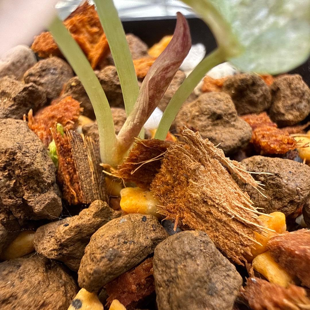 極上 アロカシア クプレア スーパーピンク