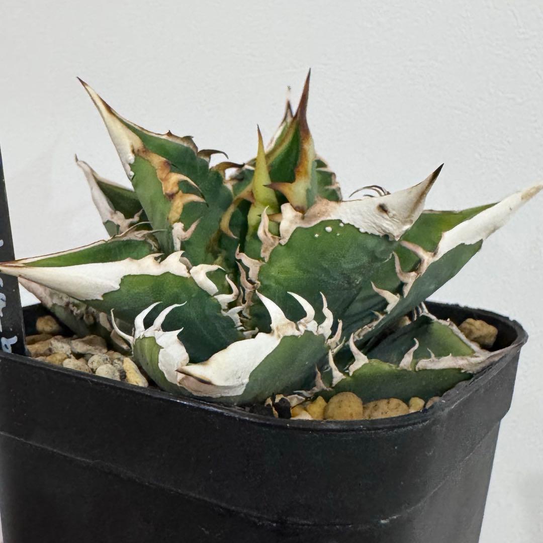 穿山甲 未発根 子株 lize血統 アガベ センザンコウ ② - メルカリ