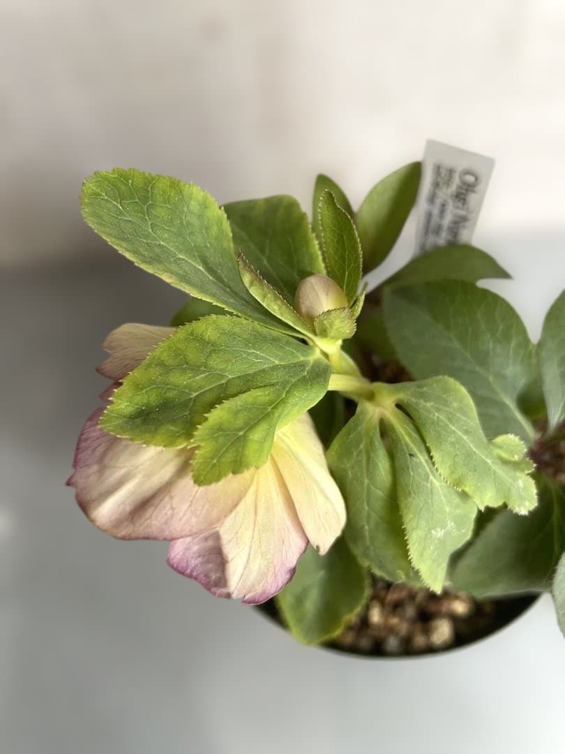 クリスマスローズ　sd.蜃気楼hyb