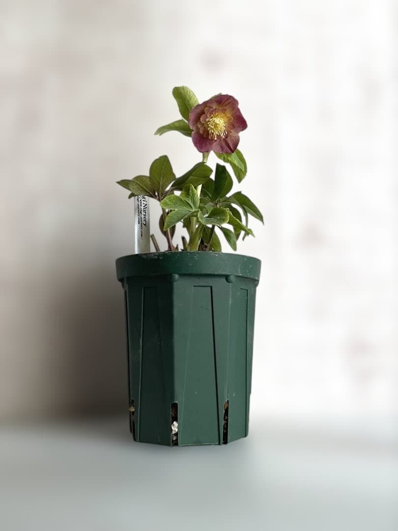 クリスマスローズ　sd.蜃気楼hyb