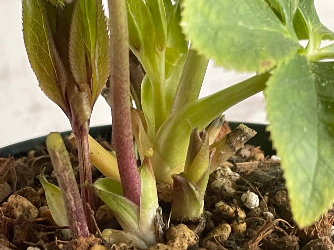 クリスマスローズ　sd.蜃気楼hyb