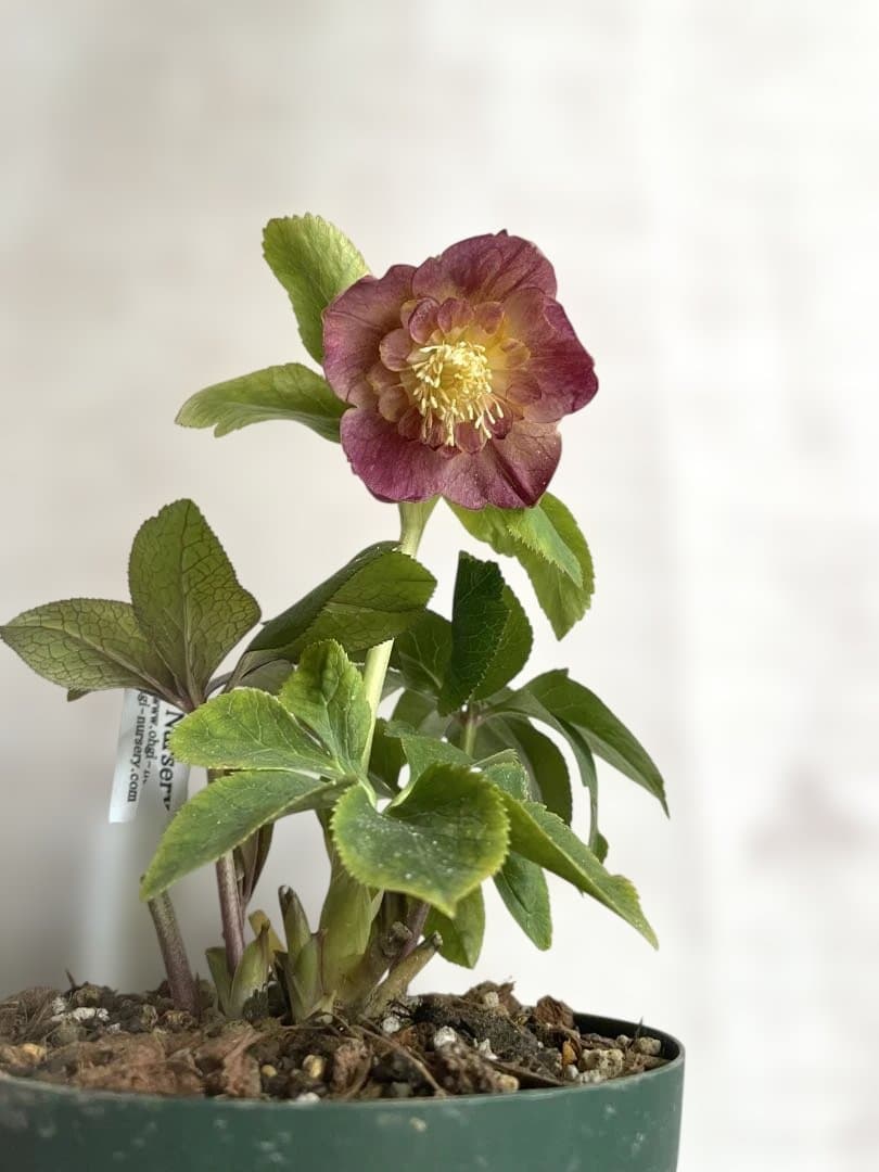 クリスマスローズ　sd.蜃気楼hyb