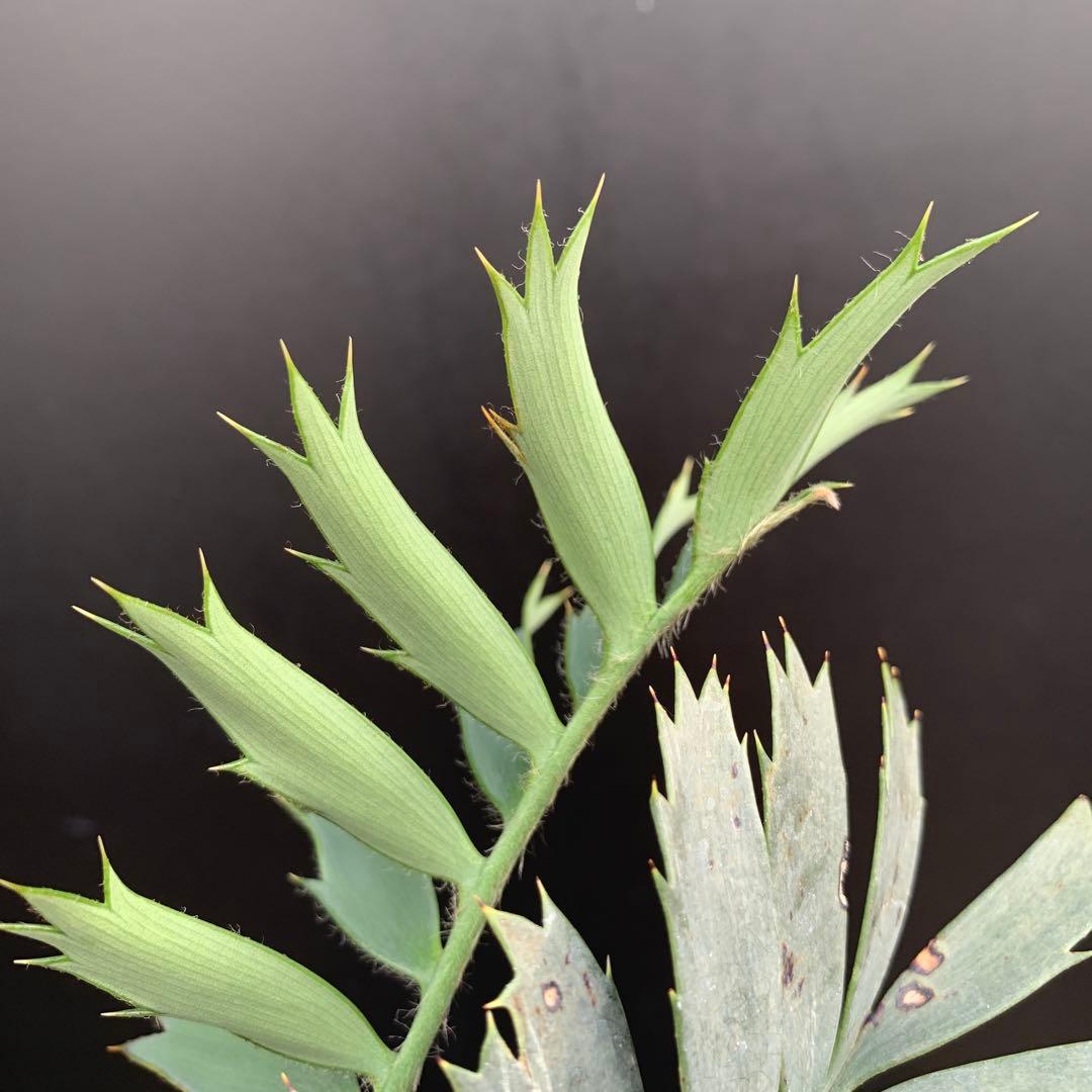 【南ア産・発根済】エンセファラルトス・ホリダス ｜No.2-16