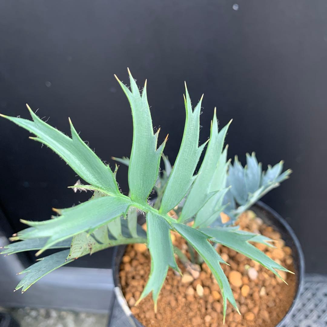 【南ア産・発根済】エンセファラルトス・ホリダス ｜No.2-16