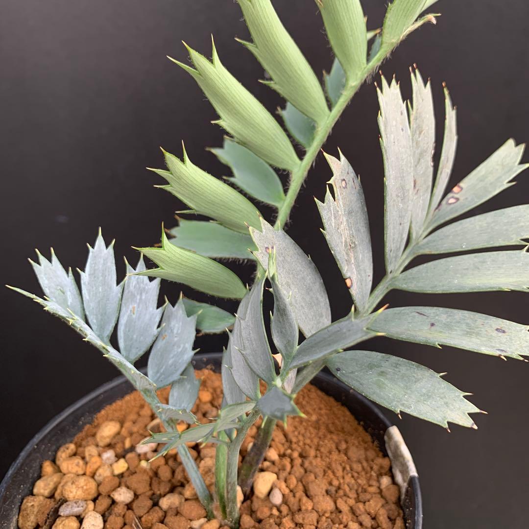 【南ア産・発根済】エンセファラルトス・ホリダス ｜No.2-16