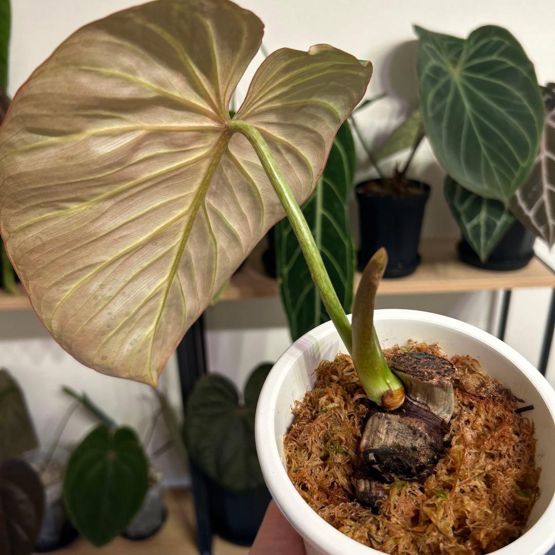 その他観葉植物 Philodendron gloriosum 'Radiante'