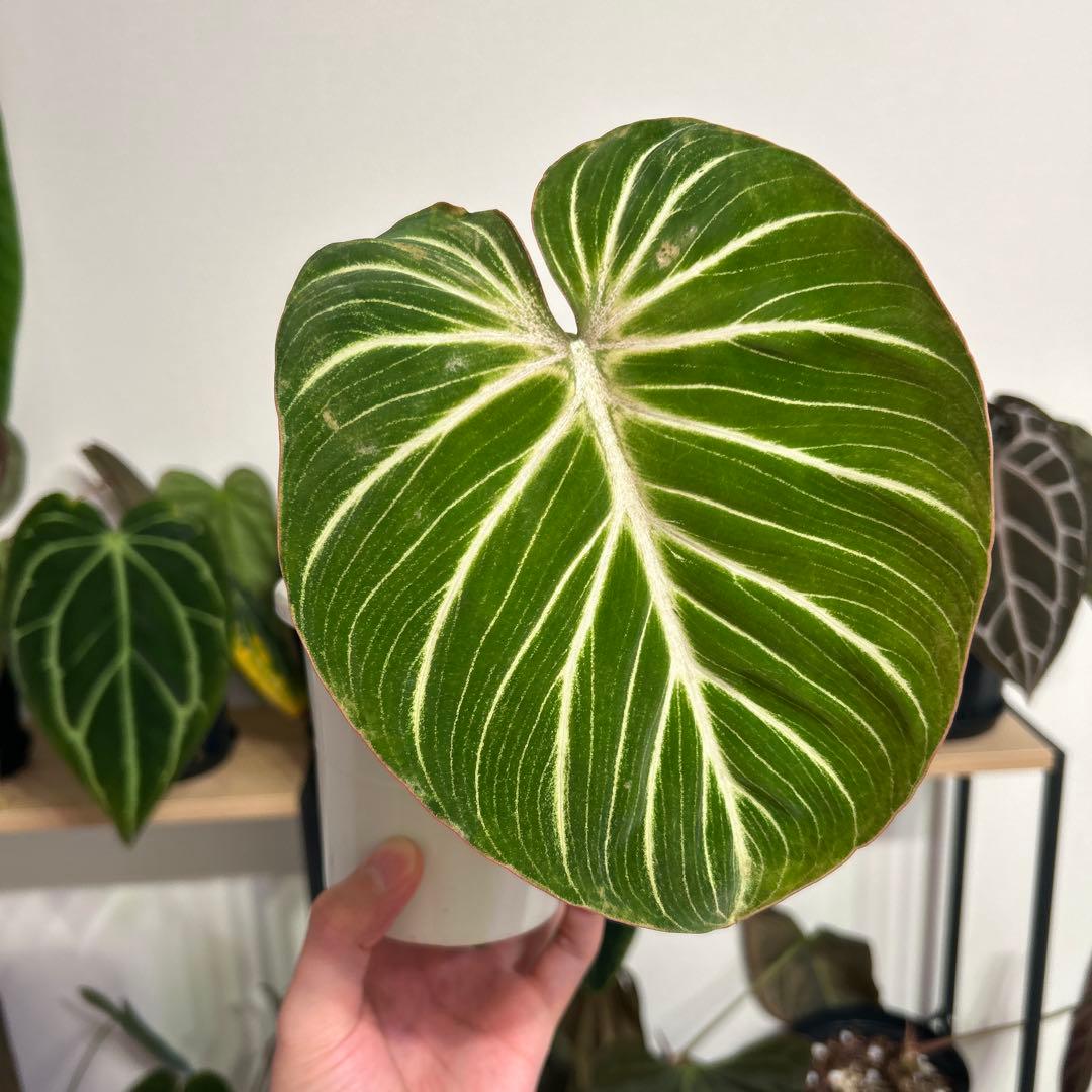 その他観葉植物 Philodendron gloriosum 'Radiante'