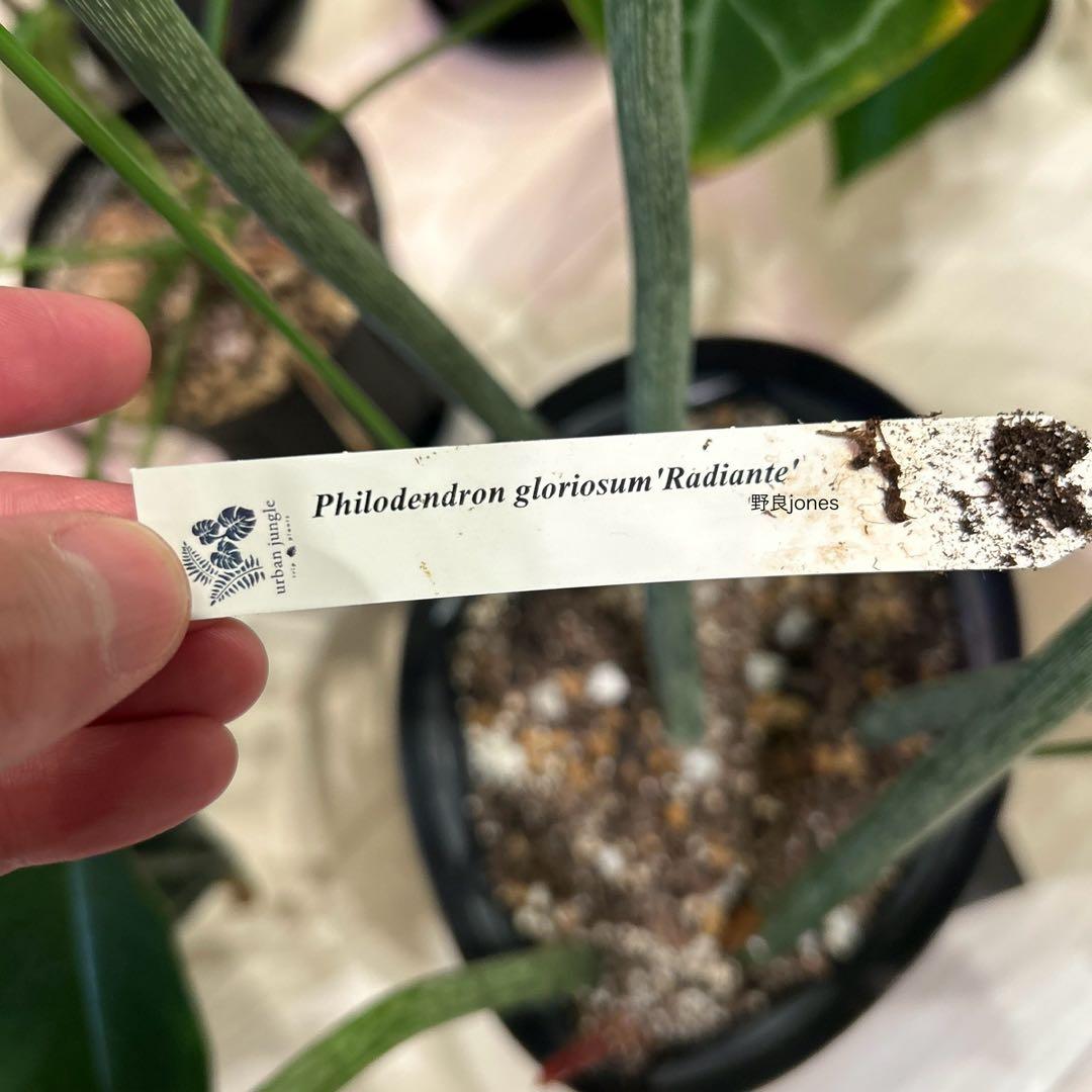 その他観葉植物 Philodendron gloriosum 'Radiante'