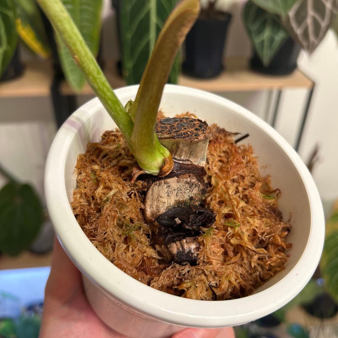 その他観葉植物 Philodendron gloriosum 'Radiante'