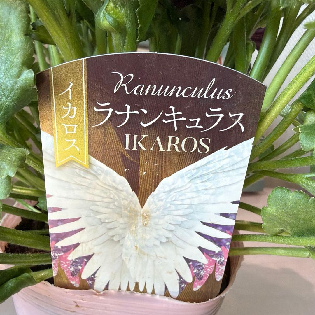 ラナンキュラス　イカロス　白多めパープル　４号ポット苗《2/11》