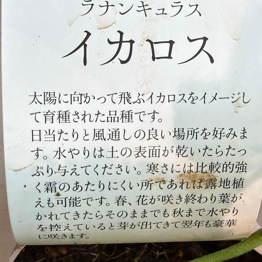 ラナンキュラス　イカロス　白多めパープル　４号ポット苗《2/11》
