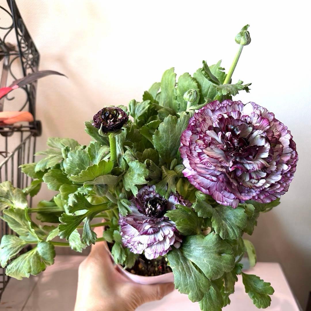 ラナンキュラス　イカロス　白多めパープル　４号ポット苗《2/11》