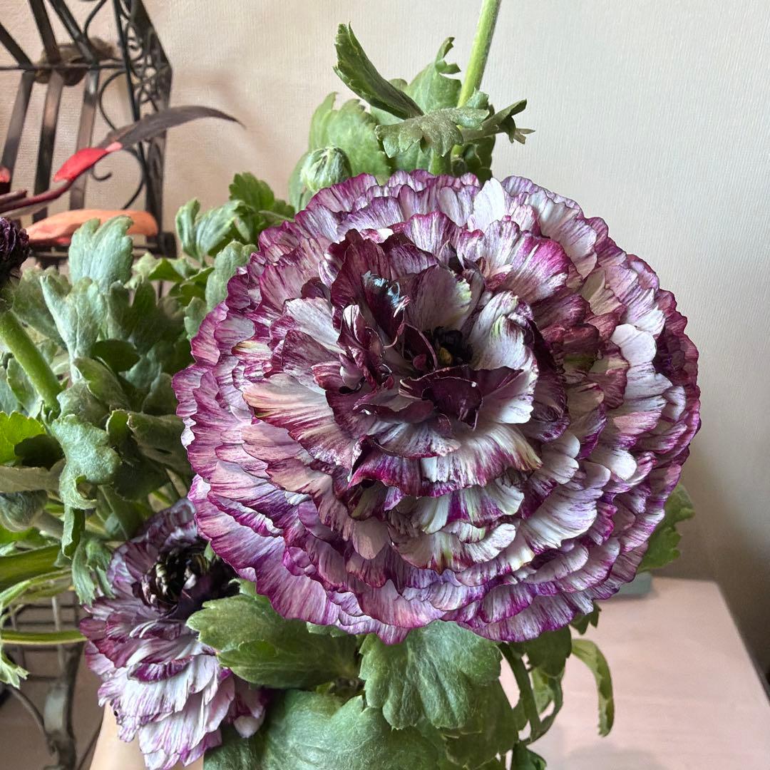 ラナンキュラス　イカロス　白多めパープル　４号ポット苗《2/11》