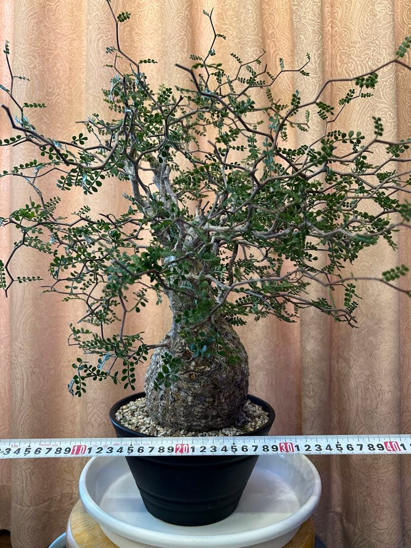 オペルクリカリア パキプス Operculicarya　Pachypus