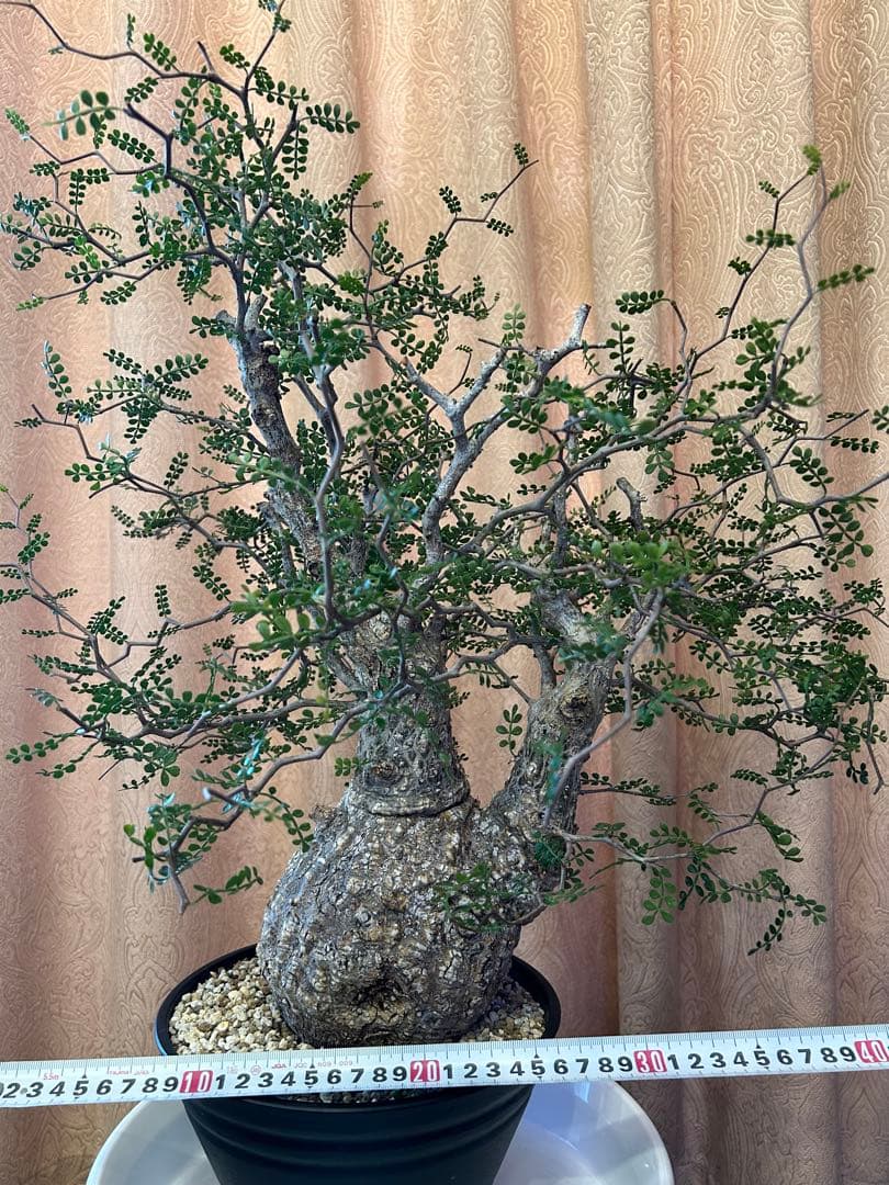 オペルクリカリア パキプス Operculicarya　Pachypus