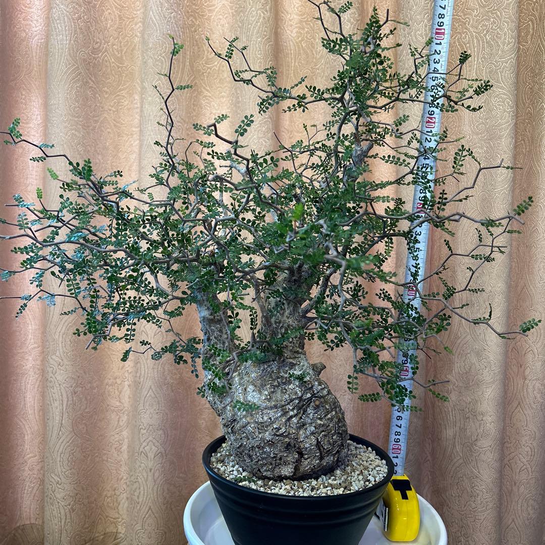 オペルクリカリア パキプス Operculicarya　Pachypus