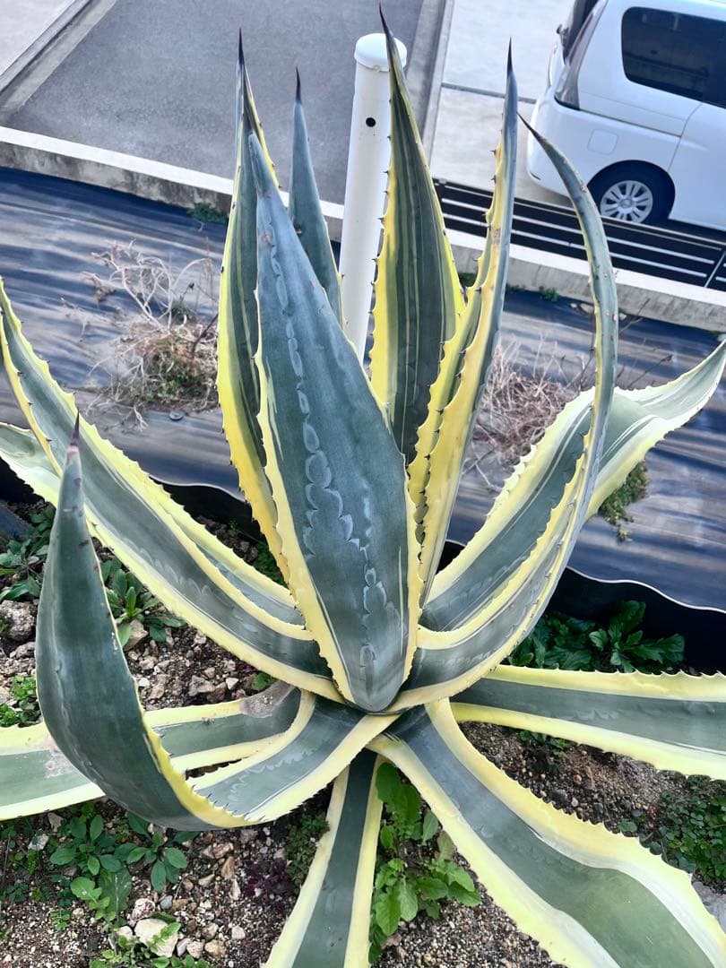 【‼︎大株‼︎】アガベ　アメリカーナ錦　アメリカーナ バリエガータ　斑入り