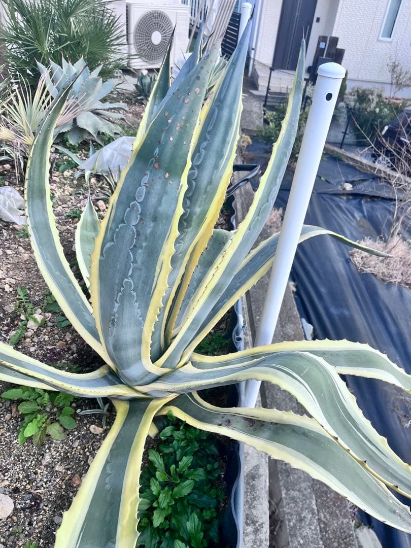 【‼︎大株‼︎】アガベ　アメリカーナ錦　アメリカーナ バリエガータ　斑入り