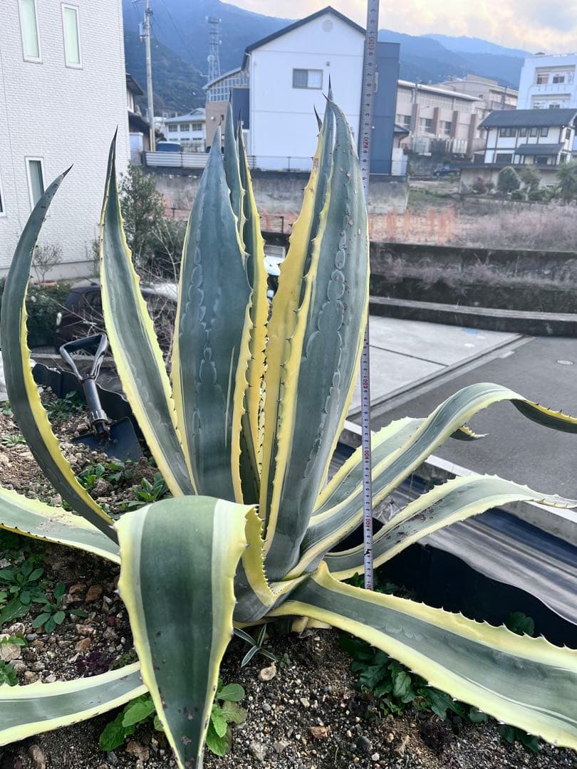 【‼︎大株‼︎】アガベ　アメリカーナ錦　アメリカーナ バリエガータ　斑入り