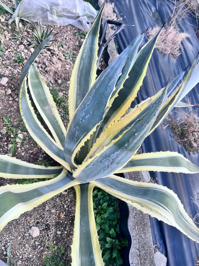 【‼︎大株‼︎】アガベ　アメリカーナ錦　アメリカーナ バリエガータ　斑入り