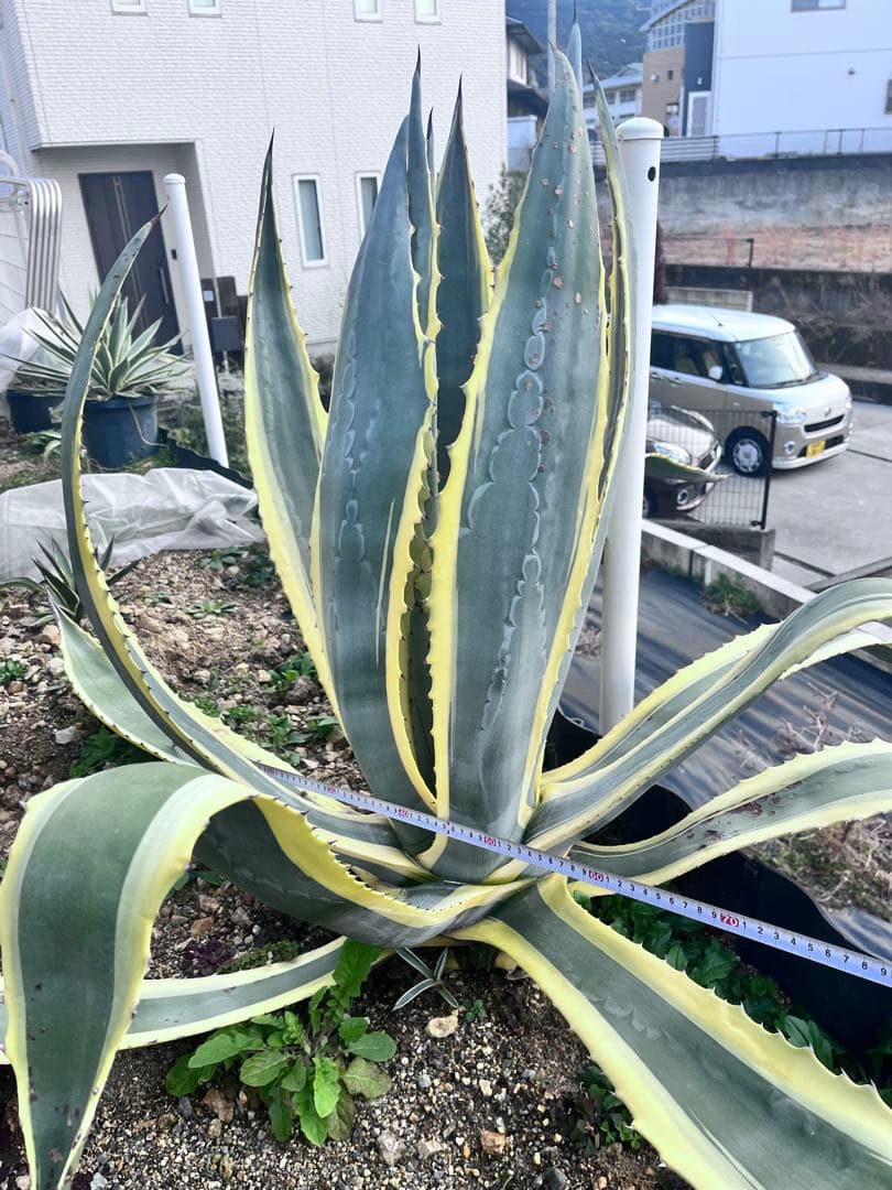 【‼︎大株‼︎】アガベ　アメリカーナ錦　アメリカーナ バリエガータ　斑入り