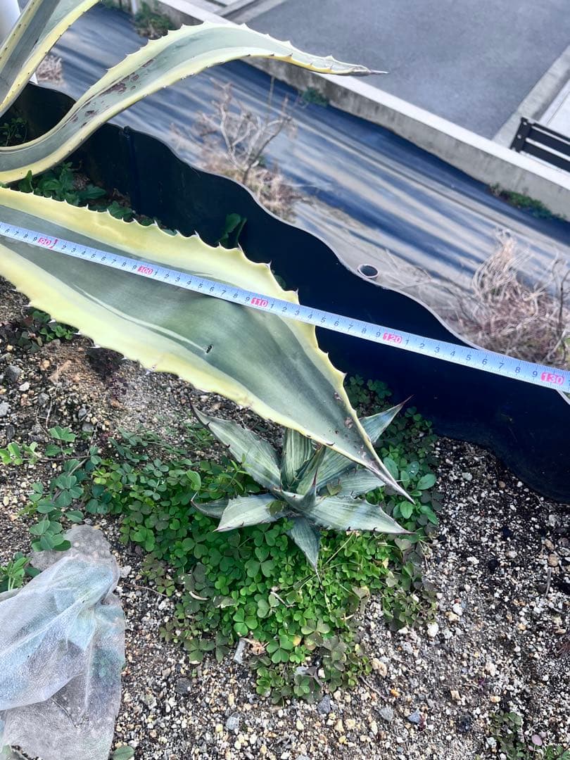 【‼︎大株‼︎】アガベ　アメリカーナ錦　アメリカーナ バリエガータ　斑入り