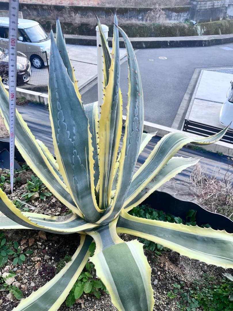 【‼︎大株‼︎】アガベ　アメリカーナ錦　アメリカーナ バリエガータ　斑入り