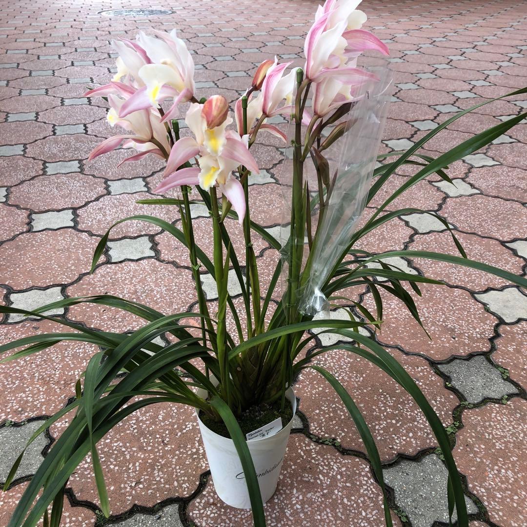 特価(^^)テーブルシンビジューム　5鉢セット　石田洋蘭オリジナル品種　お買い得