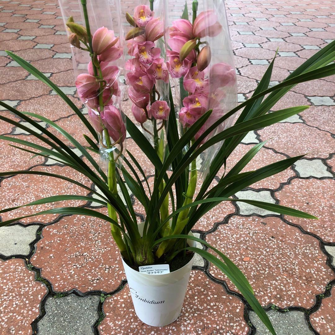 特価(^^)テーブルシンビジューム　5鉢セット　石田洋蘭オリジナル品種　お買い得