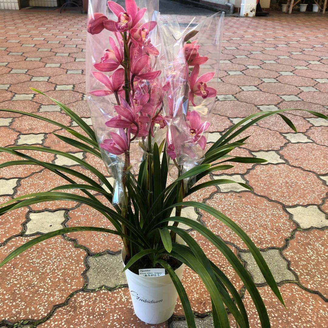 特価(^^)テーブルシンビジューム　5鉢セット　石田洋蘭オリジナル品種　お買い得