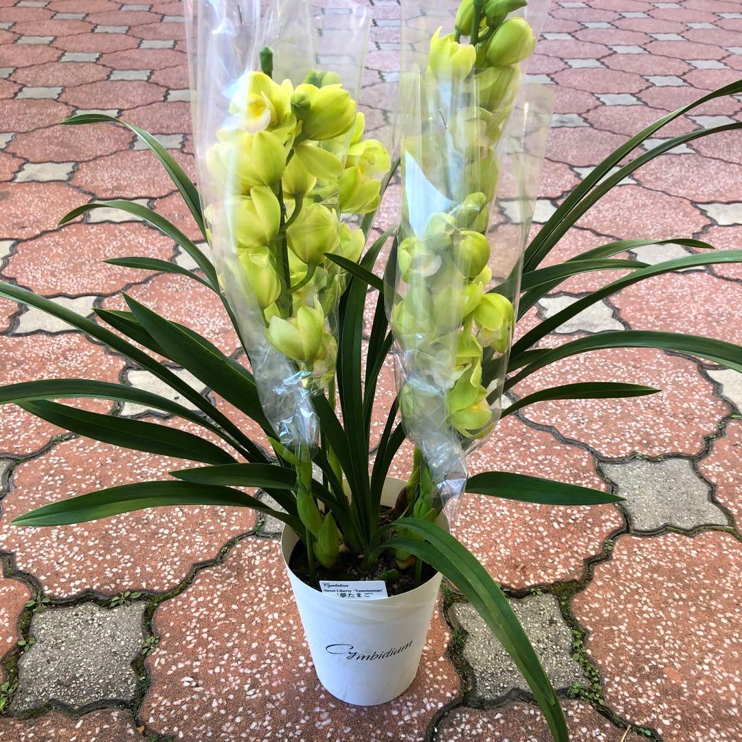 特価(^^)テーブルシンビジューム　5鉢セット　石田洋蘭オリジナル品種　お買い得