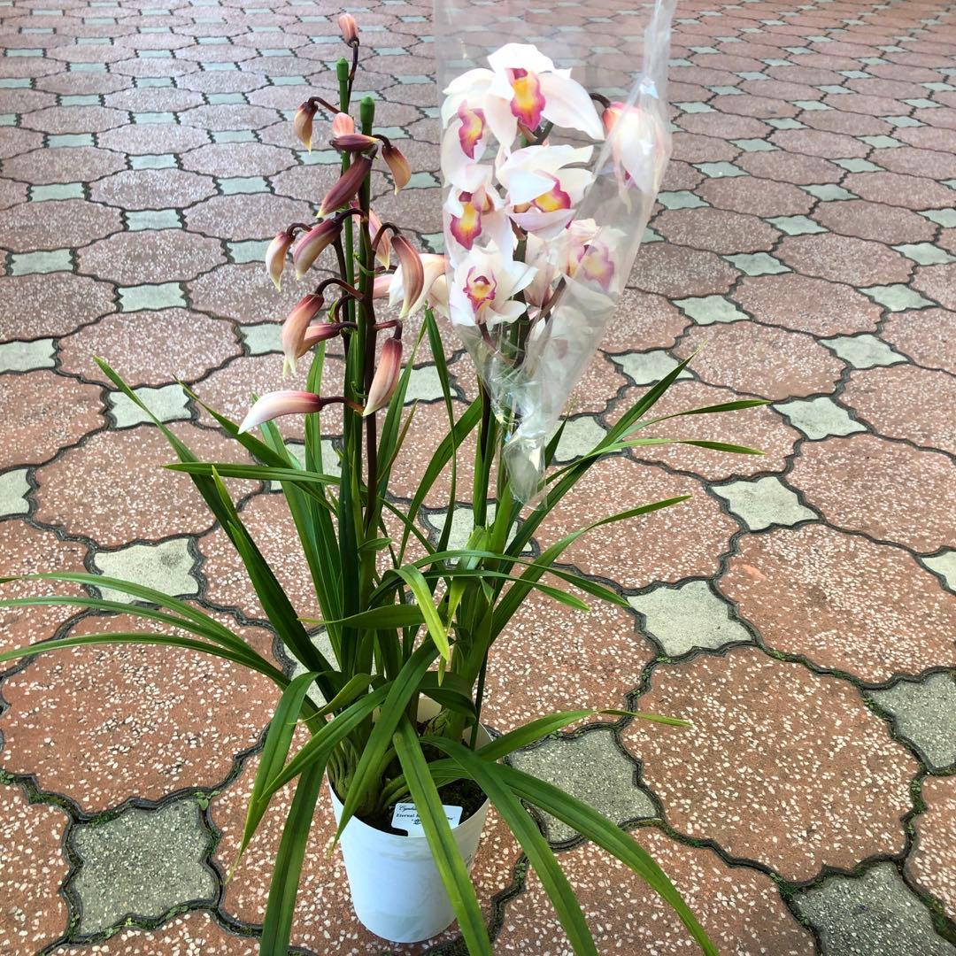 特価(^^)テーブルシンビジューム　5鉢セット　石田洋蘭オリジナル品種　お買い得