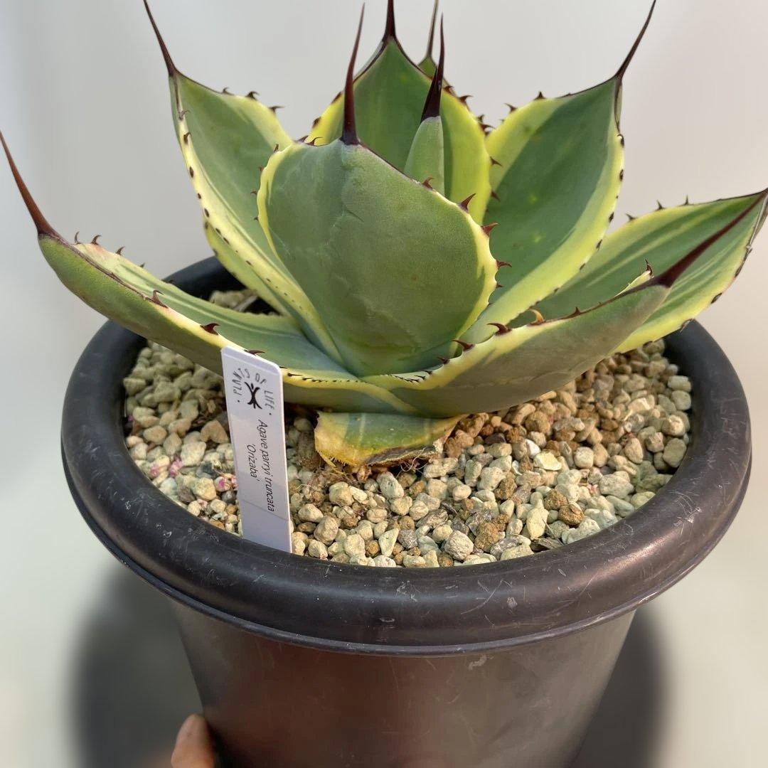 アガベ パリー オリザバ 6号菊鉢 現在子株付き 大株