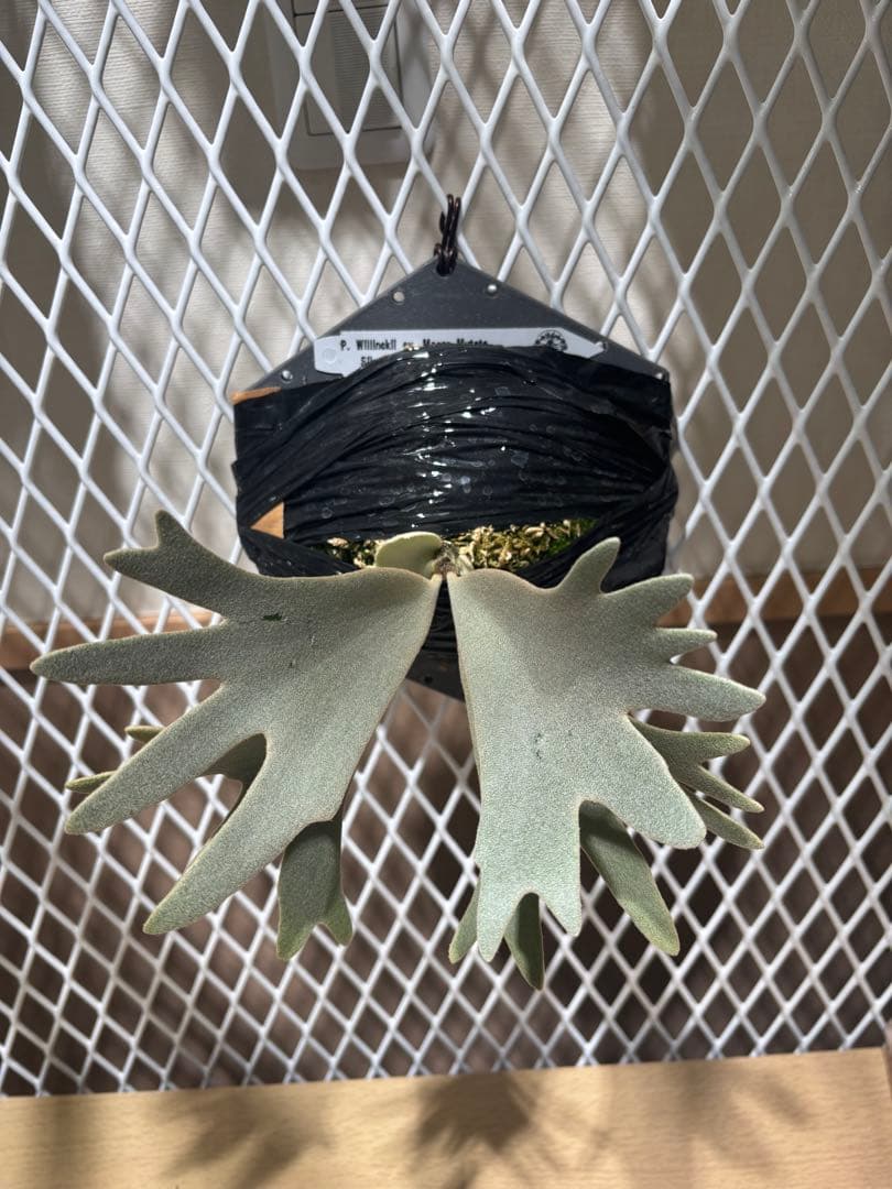 P. WillInckll cv. Mogor Mutate - メルカリ