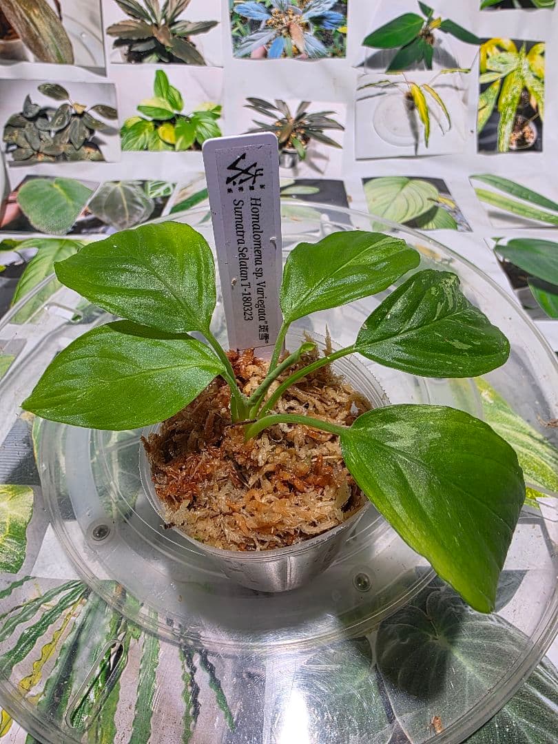 熱帯植物　TZ便　ホマロメナsp.\"斑雪\"　斑入り